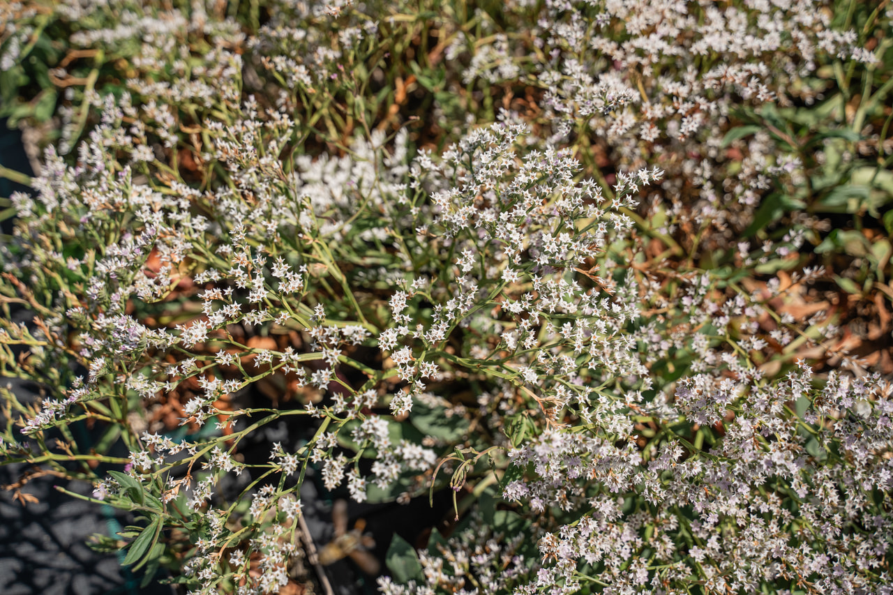 Limonium tataricum, Loukykvět