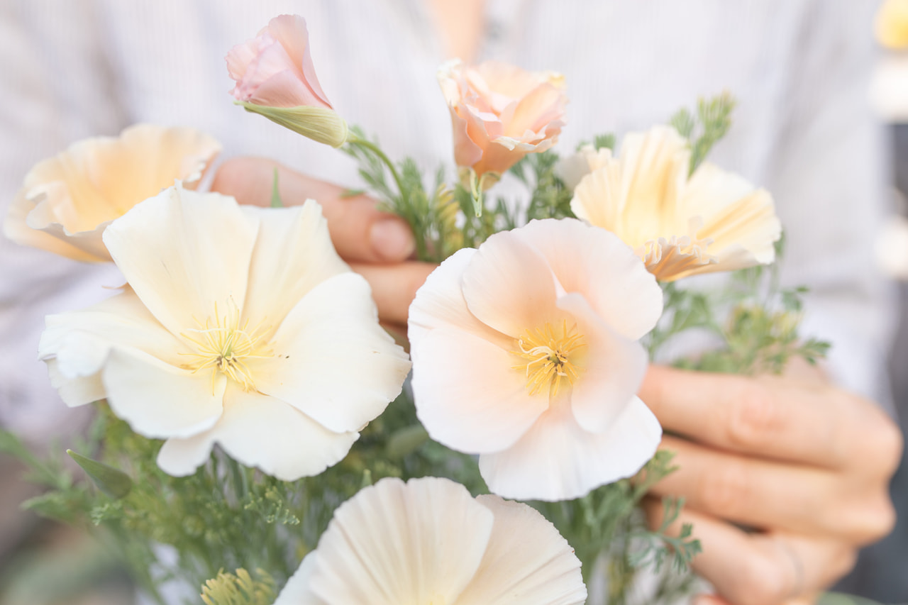 Amapola de California Pink Champagne, Loukykvět