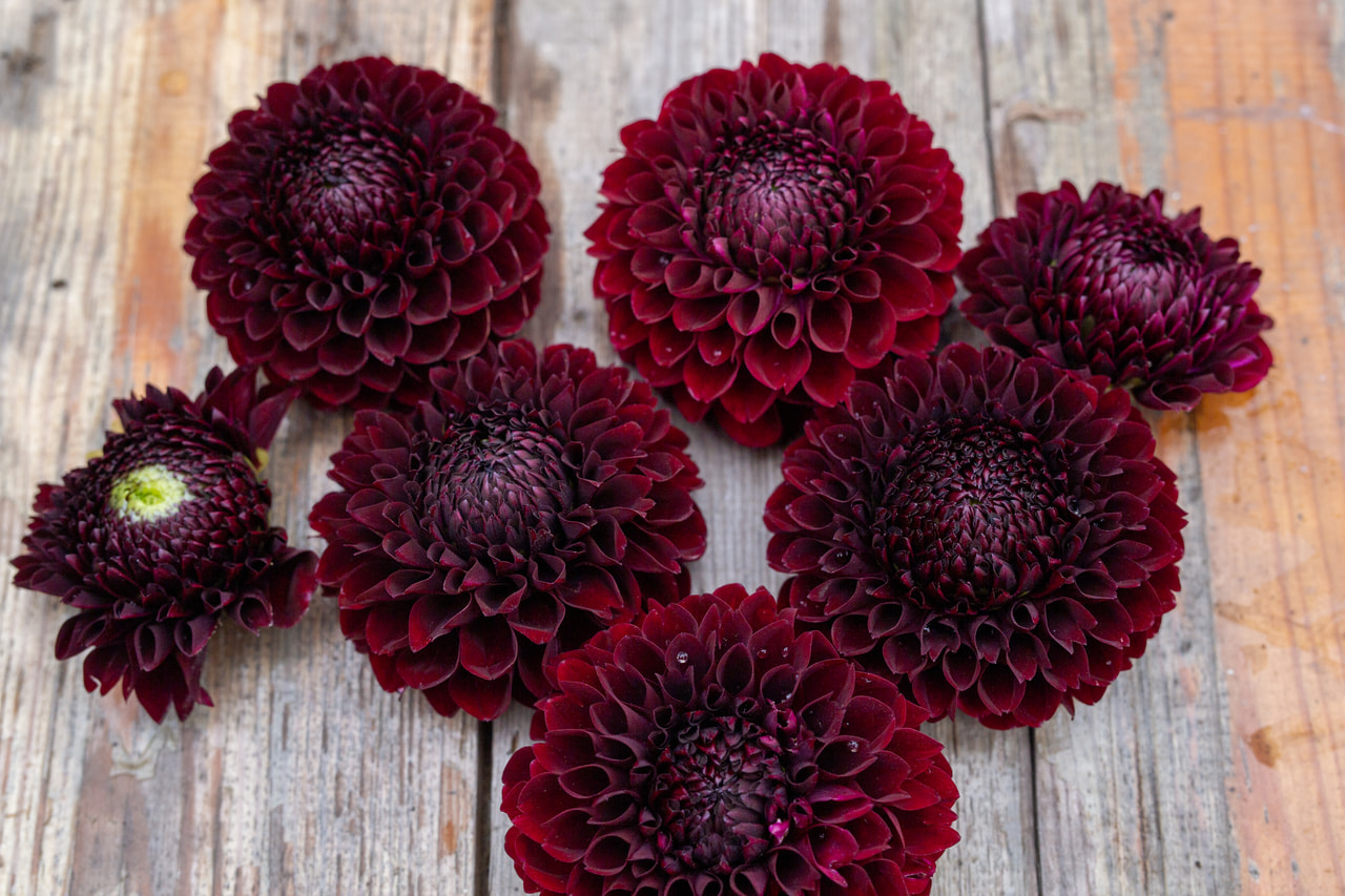 Daalia Jowey Mirella, Loukykvět