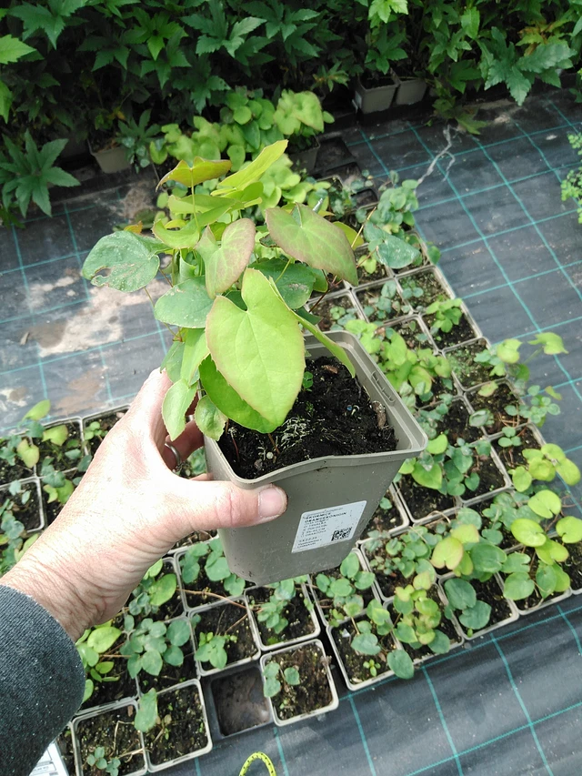 Epimedium Orangekönigin - 9. 6. 2025