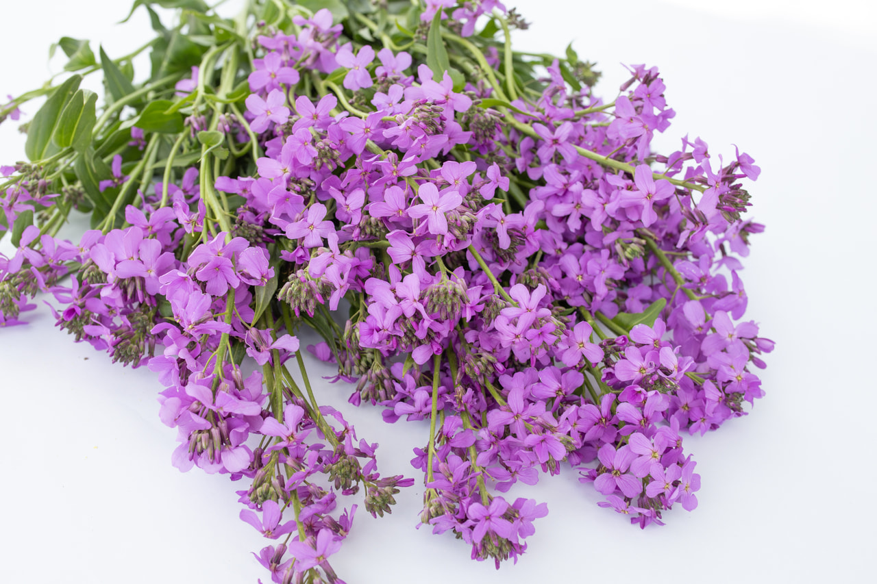 Illakko violetti, Loukykvět