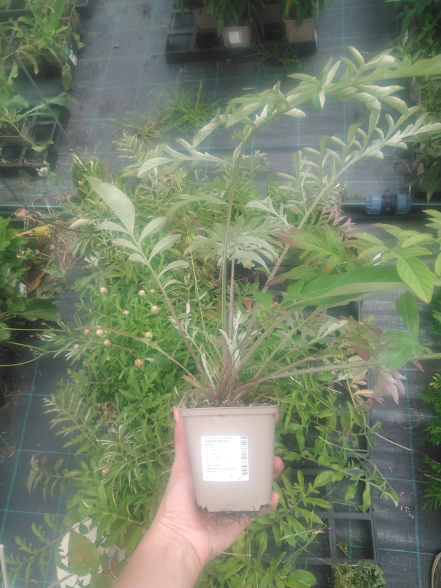 Ruiskaunokki Bright Rose - 2024