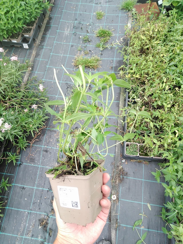 Vuoriminttu Muticum - 21. 7. 2025