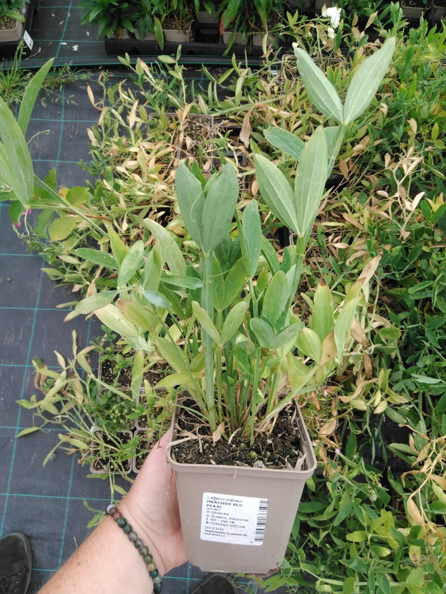 Tuoksuherne Red Pearl - 2024