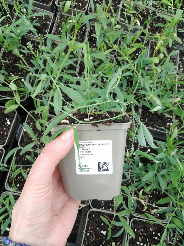 Tuoksuherne White Pearl - 9. 6. 2025