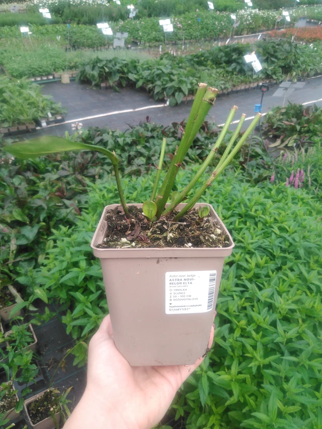 Syysasteri Elta - 2024