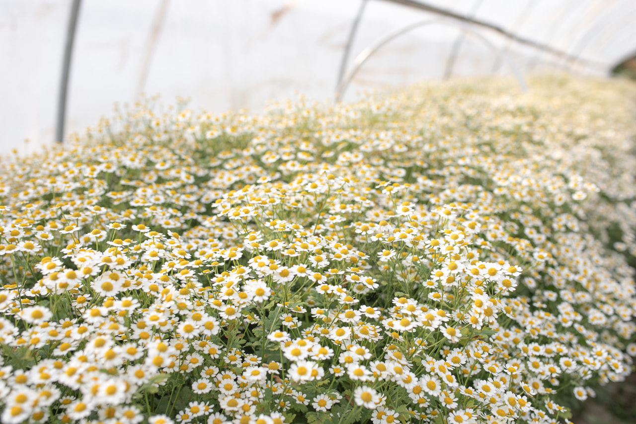 Reunuspietaryrtti Cameron, Loukykvět