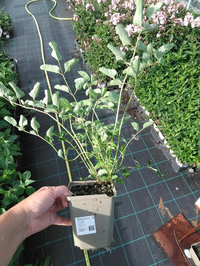 Japaninluppio - 11. 7. 2025