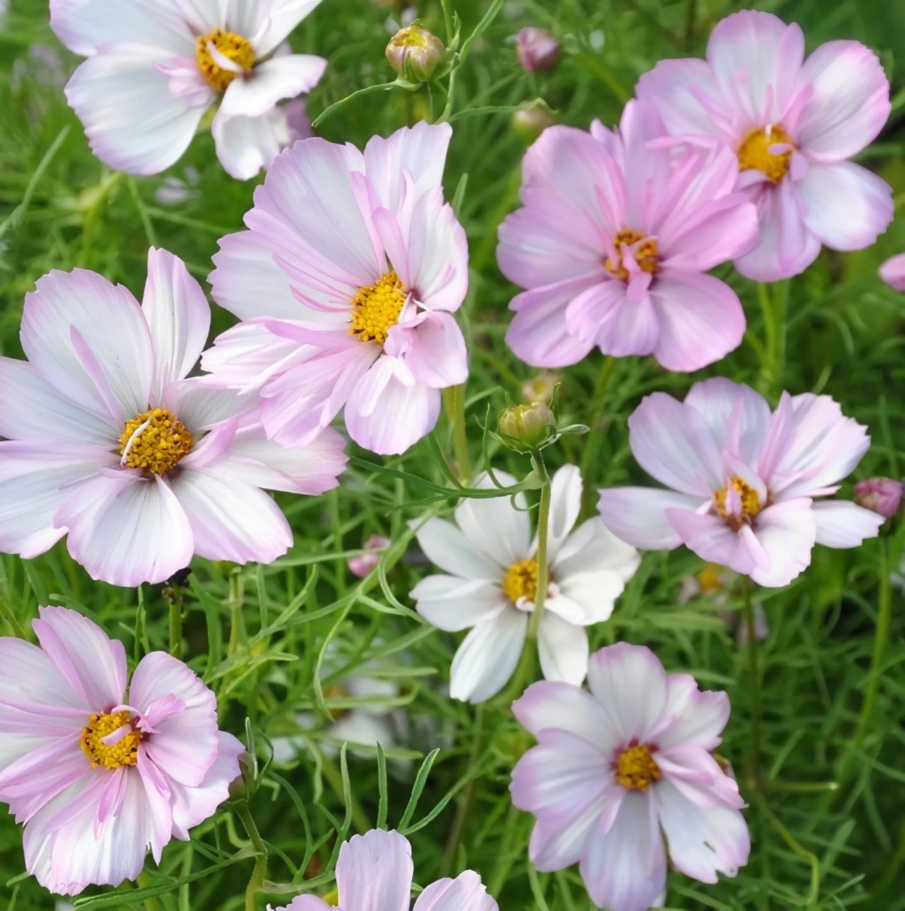 Cosmos Cosimo Collarette, Loukykvět