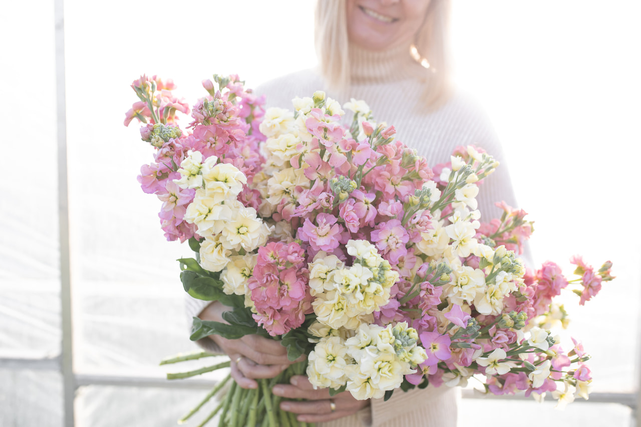 Alhelí StoX Vexta Bonbons Mix, Loukykvět