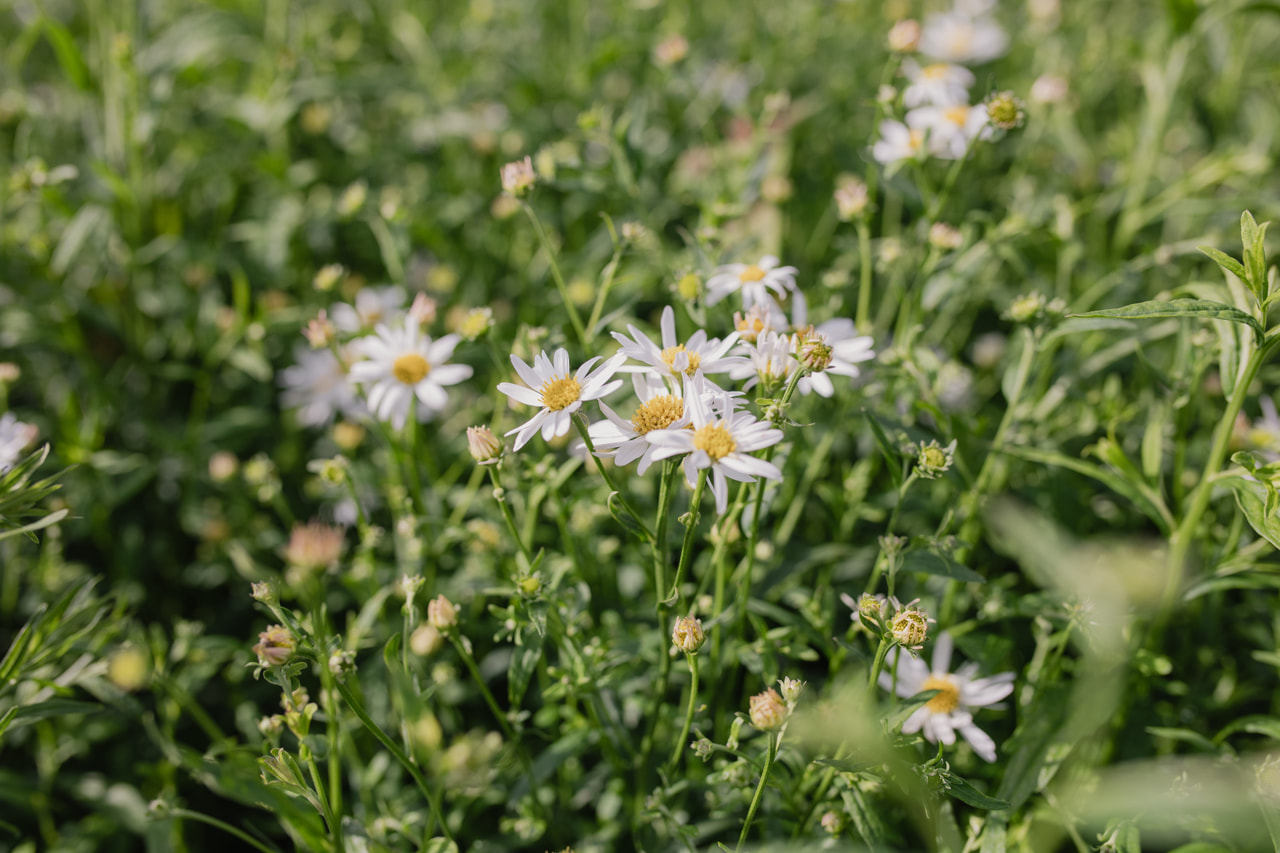 Tiukuasteri Alba, Loukykvět