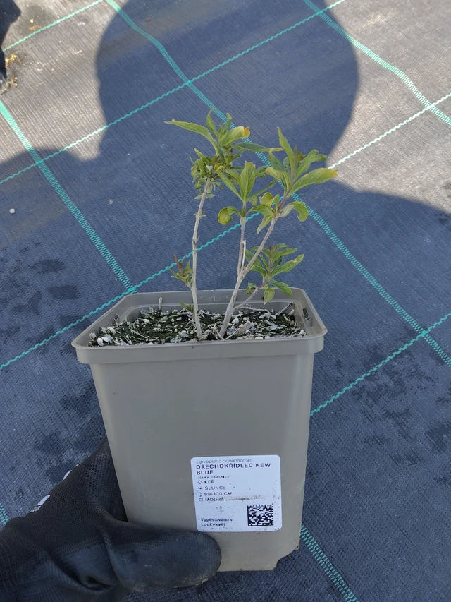 Ořechokřídlec Kew Blue - 13. 5. 2026