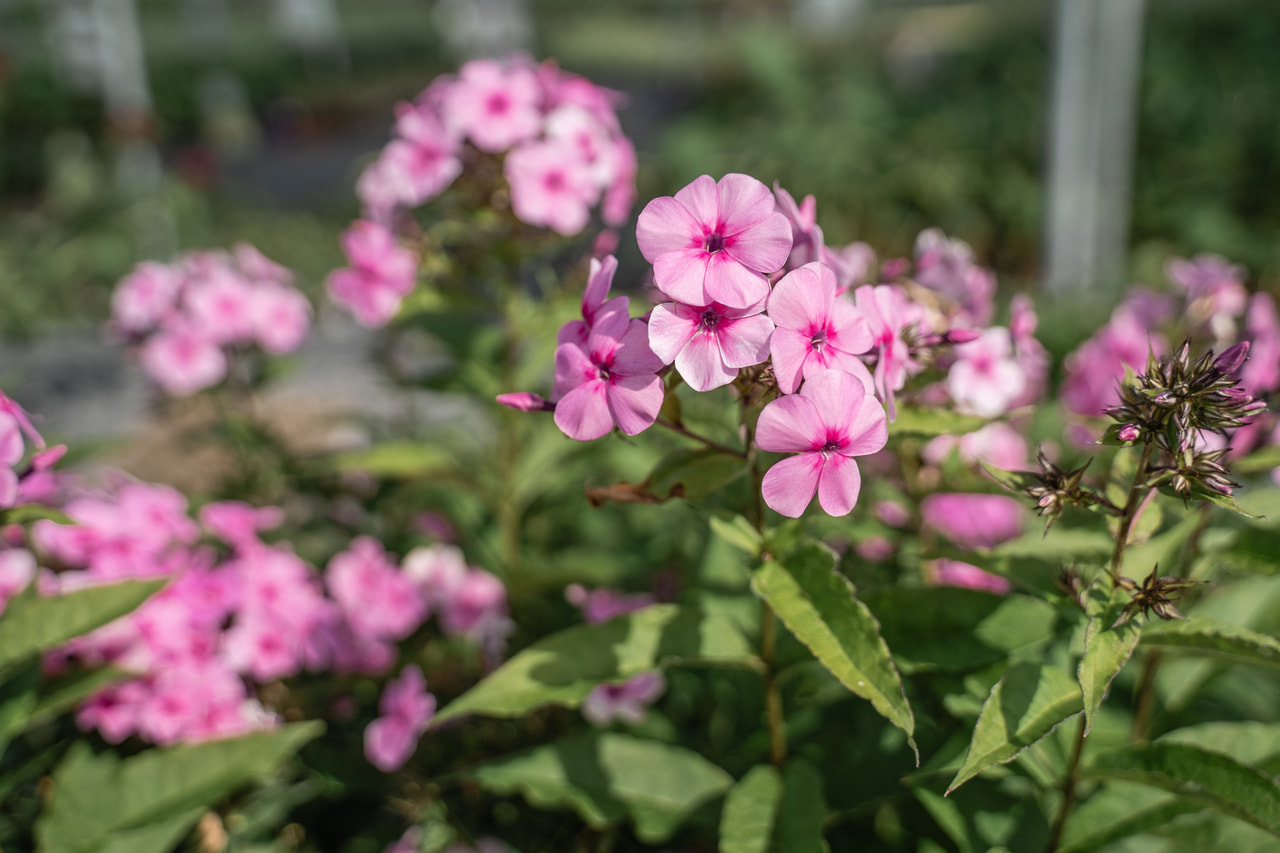 Leimu Minnehaha, Loukykvět