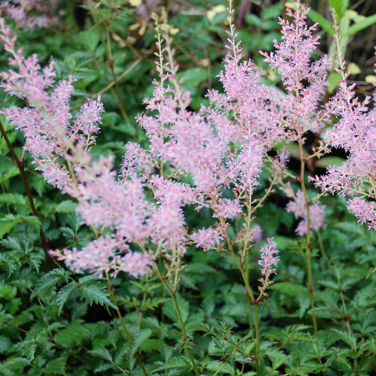 Jaloangervo Sprite, Loukykvět