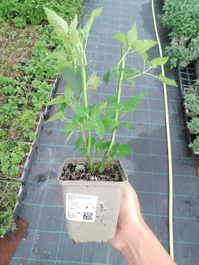 Jätti-iiso Black Adder - 10. 9. 2025