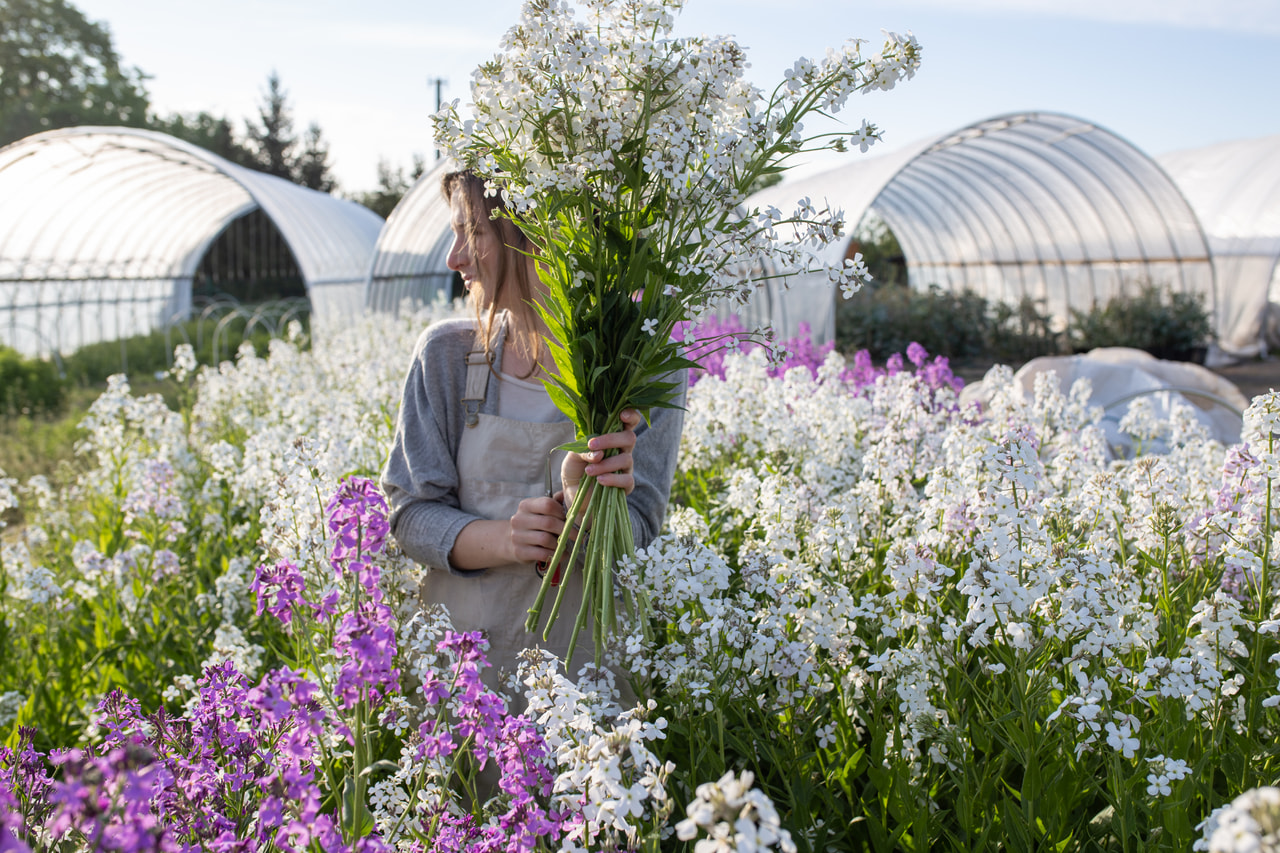 Illakko valkoinen, Loukykvět