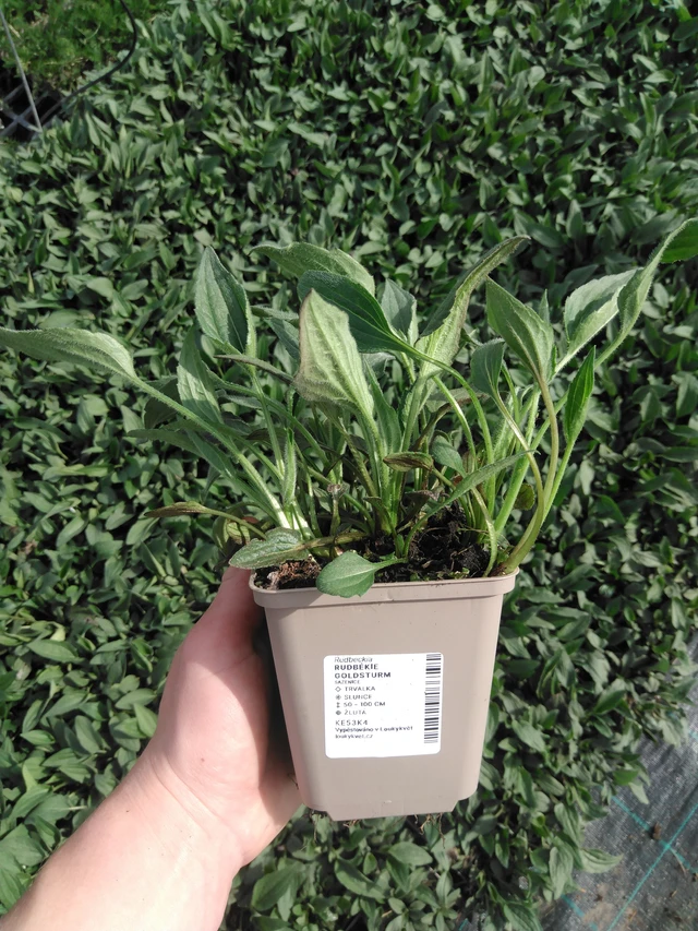 Sädepäivänhattu Goldsturm - 2024