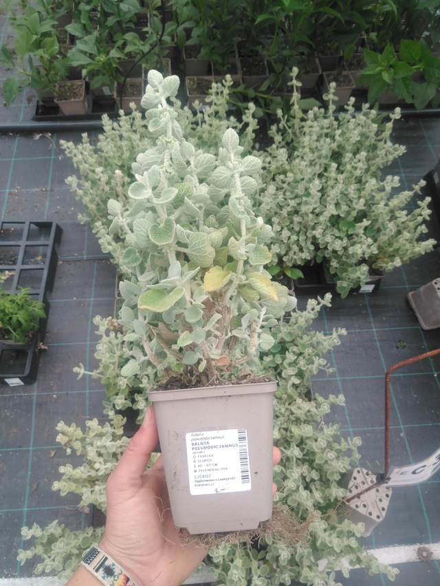 Vale-erakonyrtti - 2024