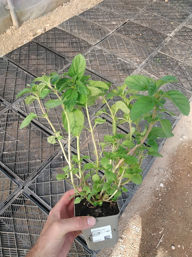 Citronová máta  - 1. 7. 2025