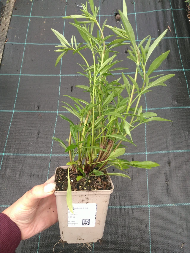 Coreopsis Full Moon - 11. 7. 2025