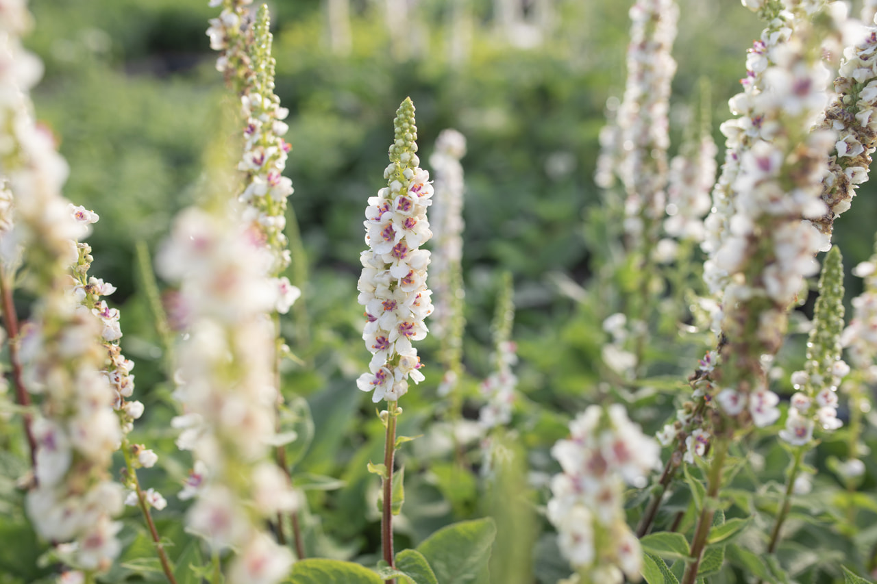 Verbascum nigrum, Loukykvět