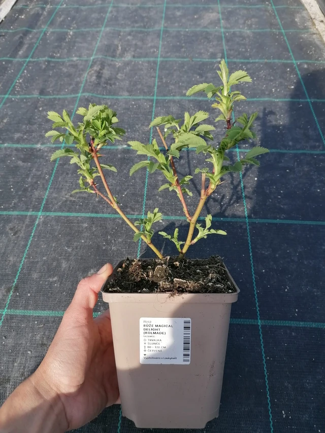 Rosa Magical Delight (Kolmade) - 2024