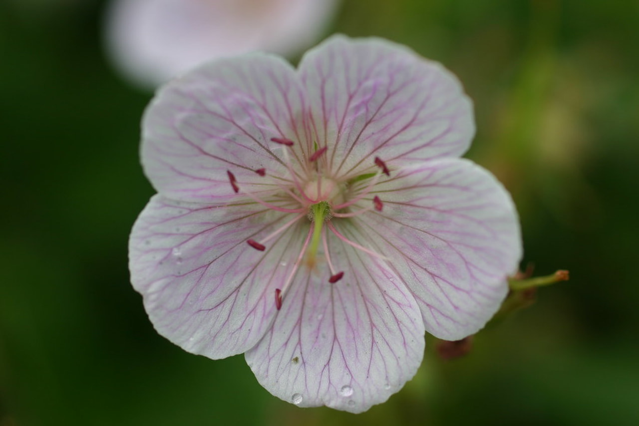 Kyläkurjenpolvi Rose Queen, Loukykvět