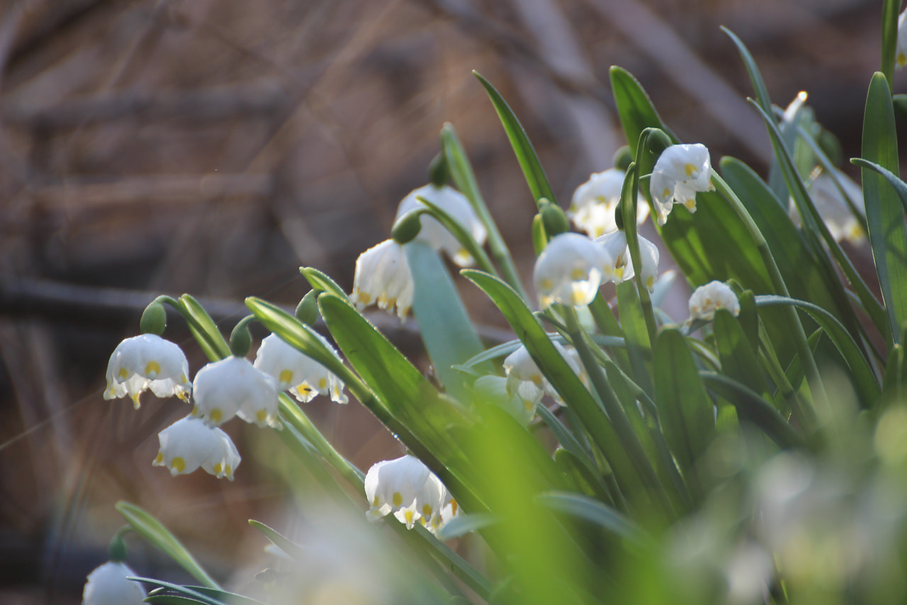 Campanilla de primavera, Loukykvět