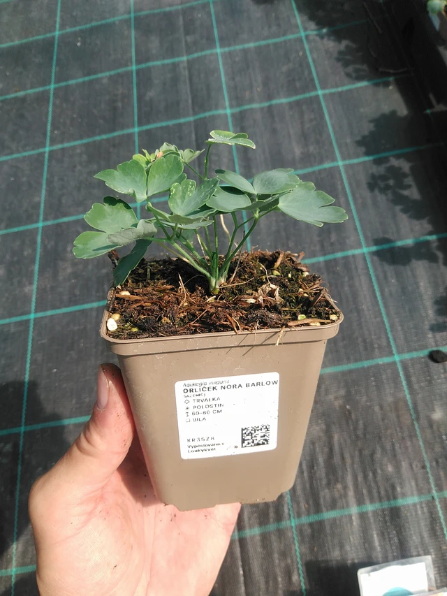 Lehtoakileija Nora Barlow - 30. 6. 2025