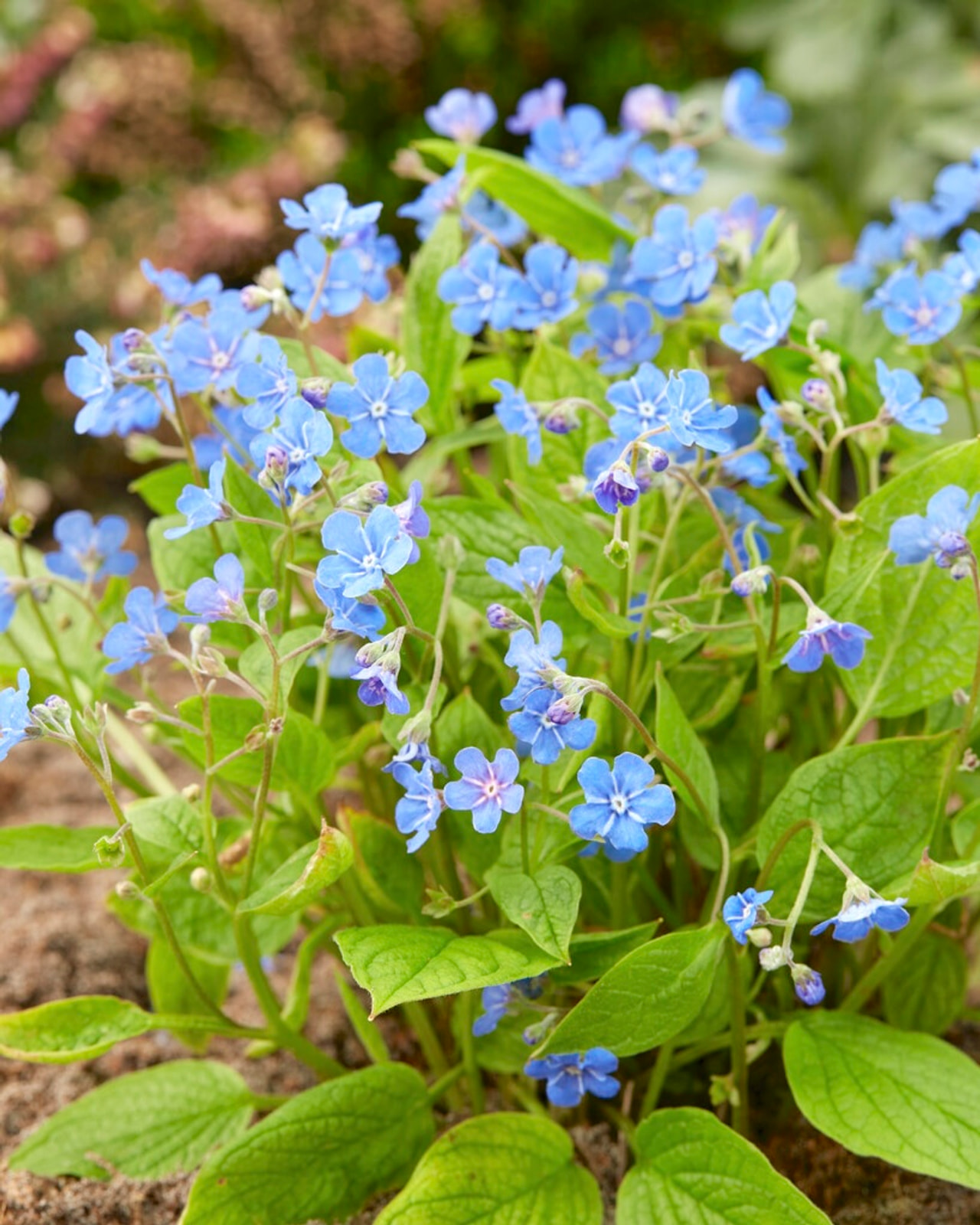 Kevätkaihonkukka, Loukykvět