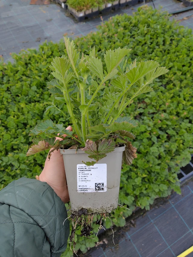 Kellukka Totally Tangerine - 21. 4. 2026