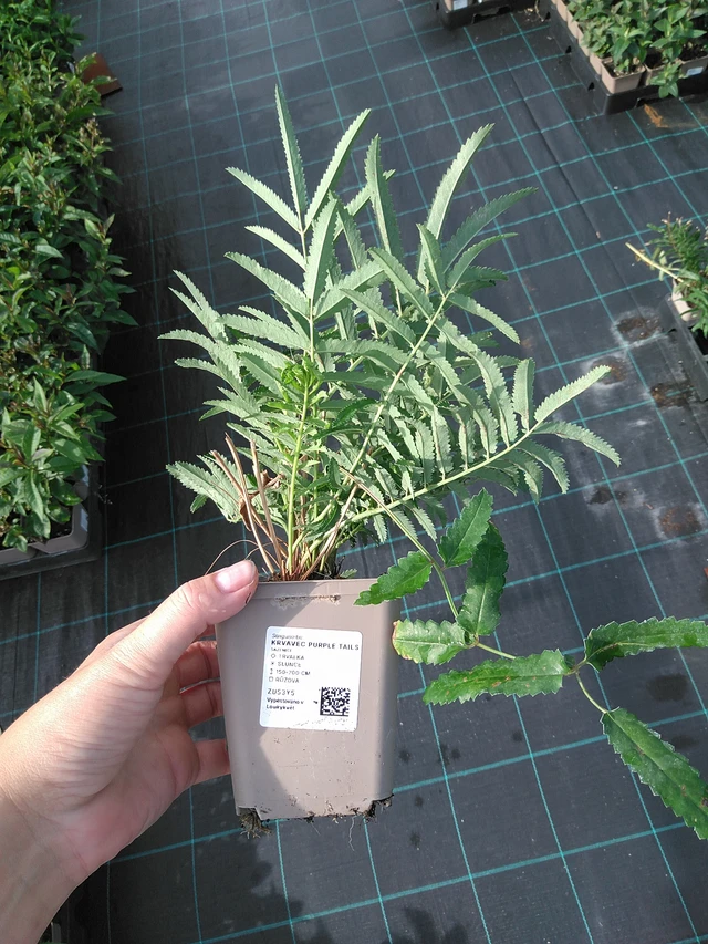 Luppio Purple Tails - 11. 7. 2025