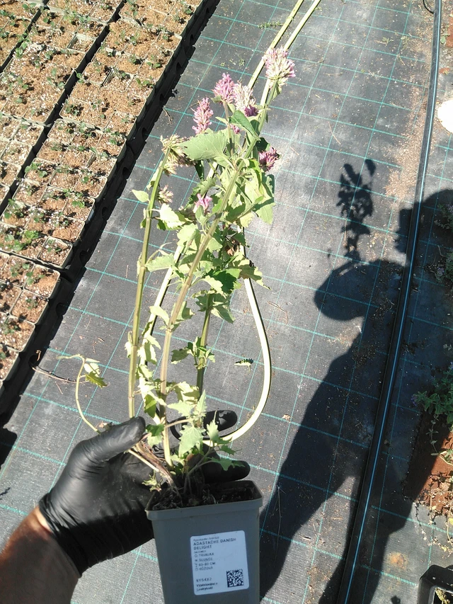 Agastache Danish Delight - 19. 8. 2025