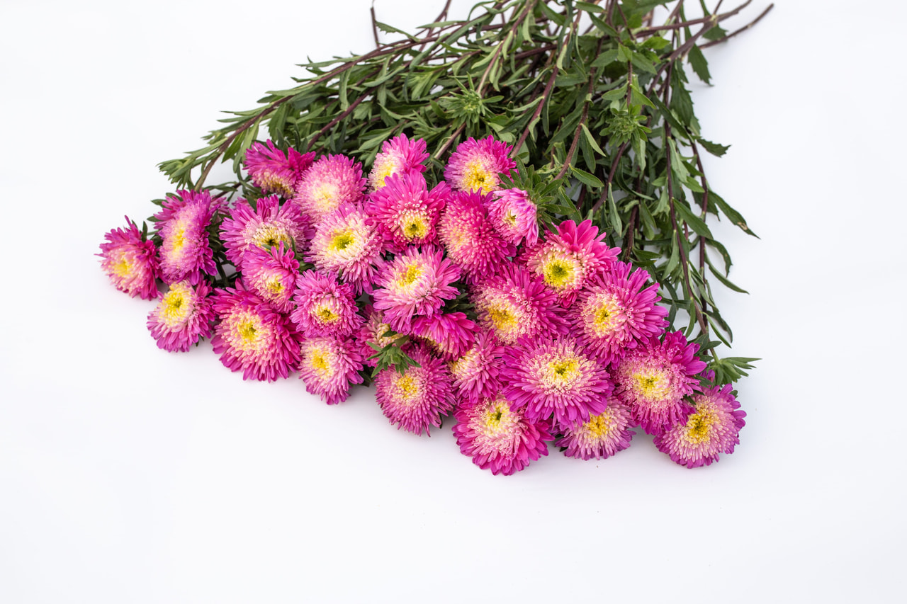 China aster Benary’s Princess Crimson, Loukykvět