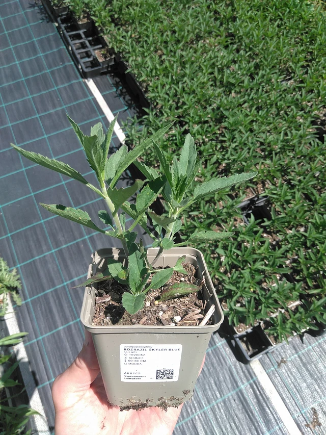 Tädyke Skyler Blue - 24. 6. 2025