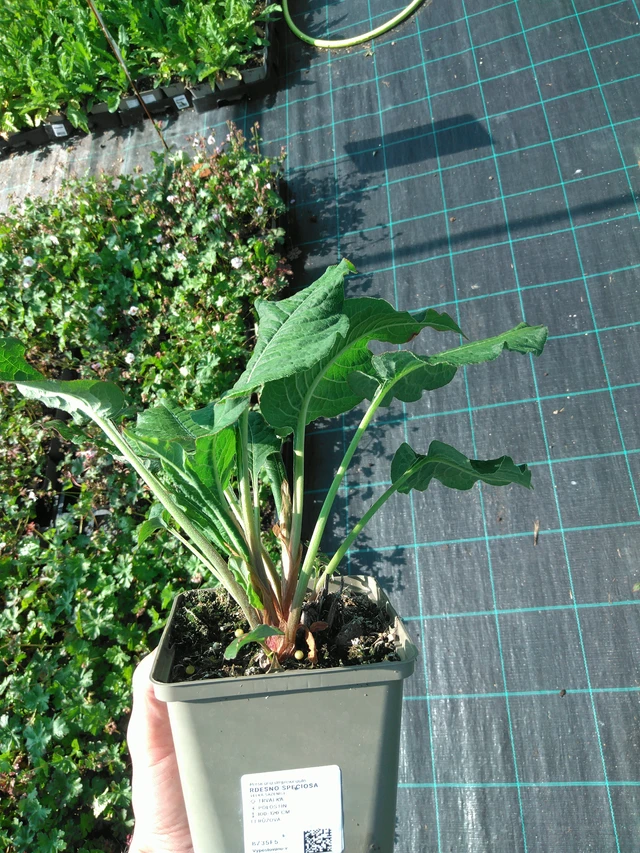 Konnantatar Speciosa - 20. 6. 2025