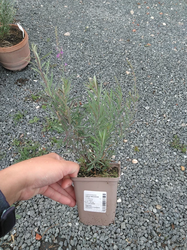 Linaria purpurea - 11. 7. 2025