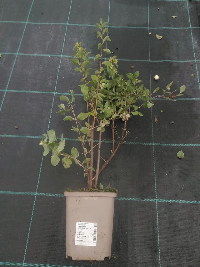 Symphoricarpos Magical Green Falls - 10. 10. 2025