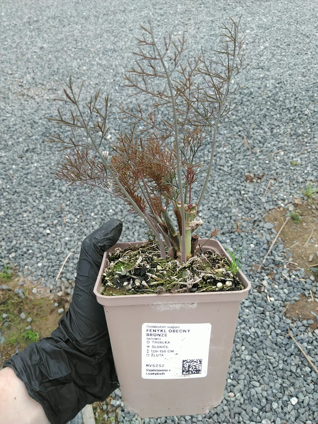 Fenkoli Bronze - 10. 9. 2025