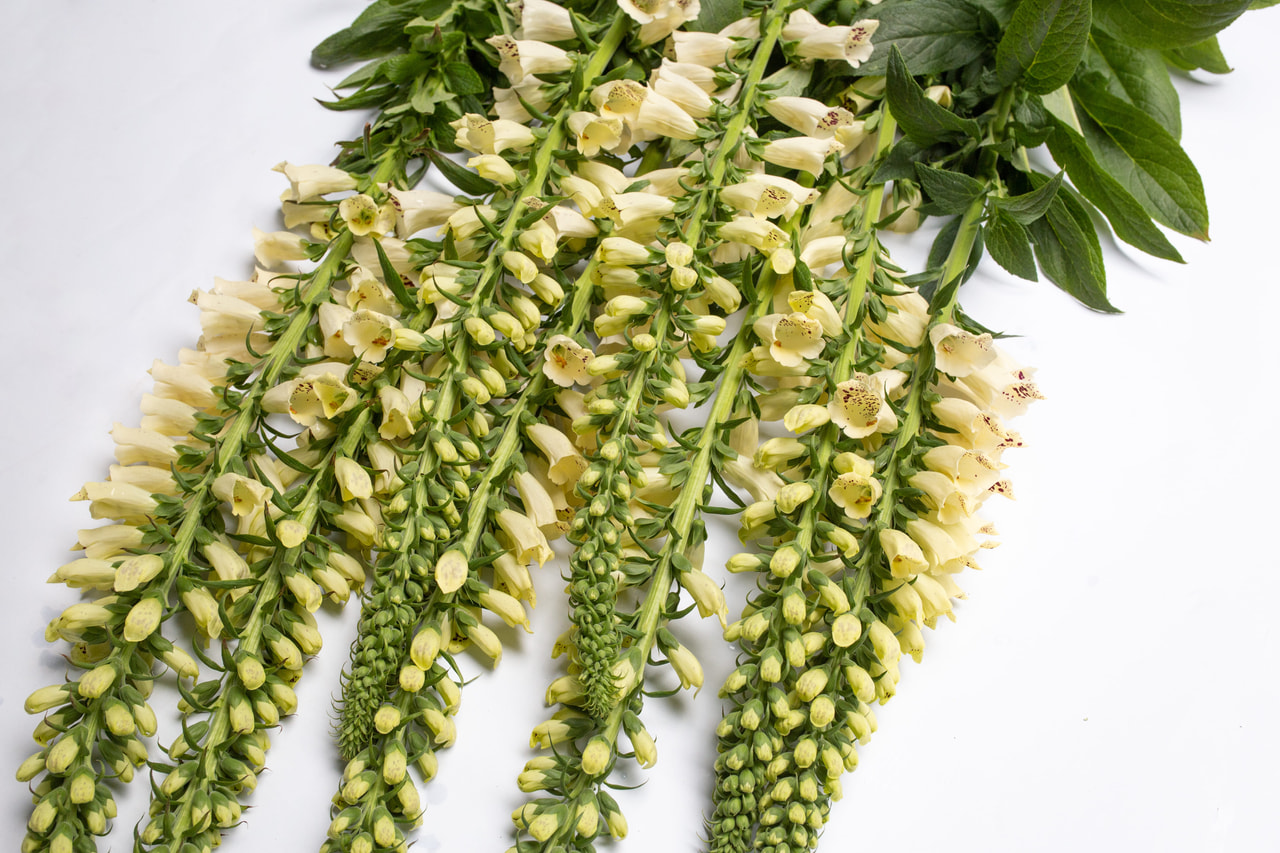 Dedalera Dalmatian Crème, Loukykvět