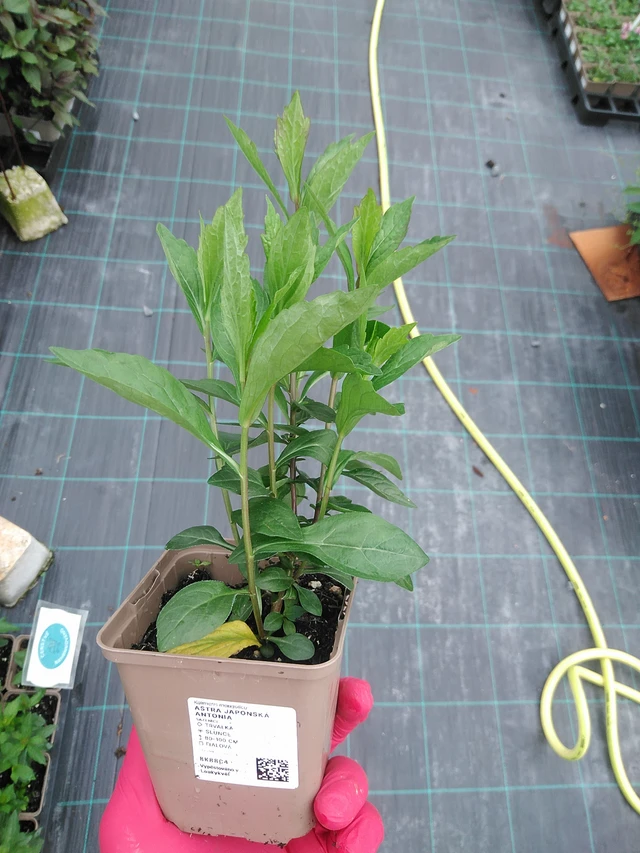 Tiukuasteri Antonia - 29. 7. 2025