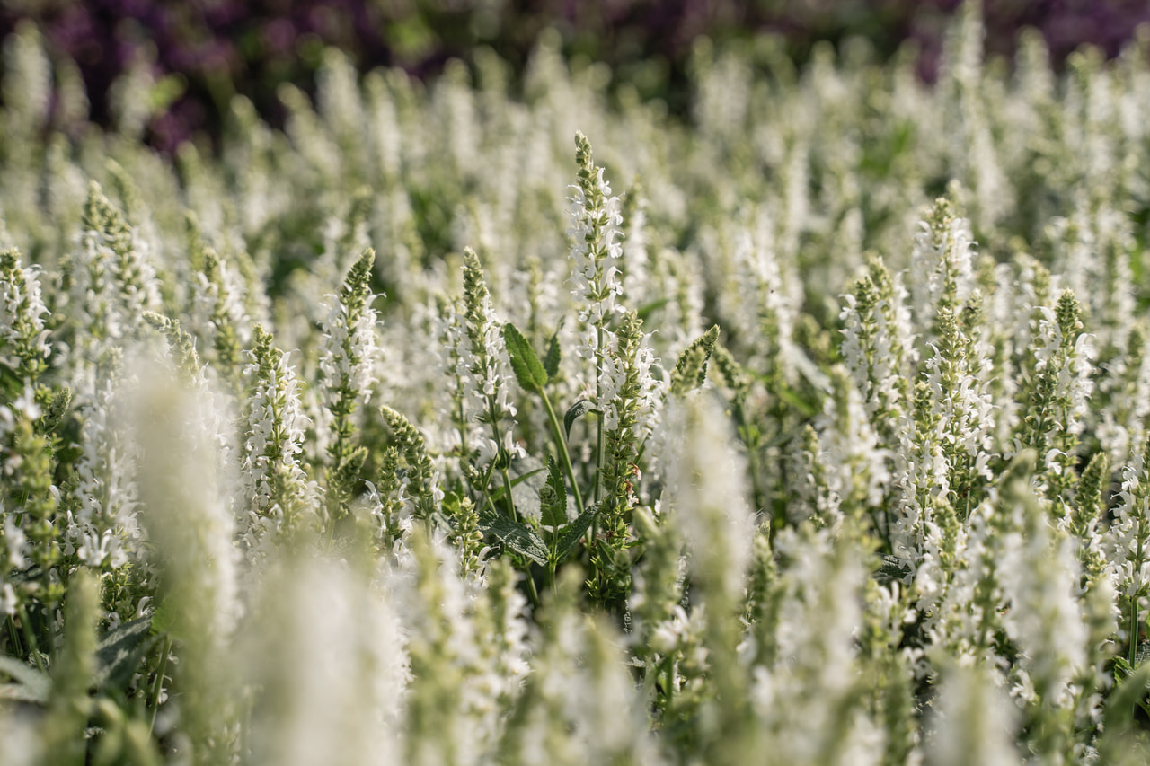 Salvia nemorosa Adrian, Loukykvět