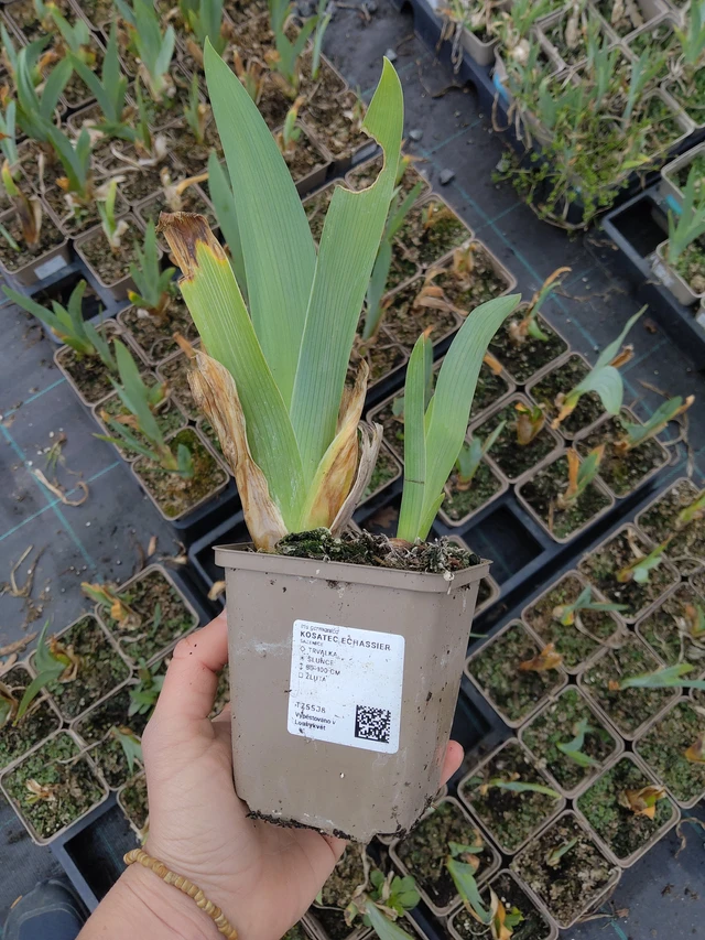 Kurjenmiekka Echassier - 21. 4. 2026