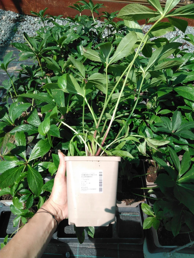 Jouluruusu Pretty Ellen White - 2024