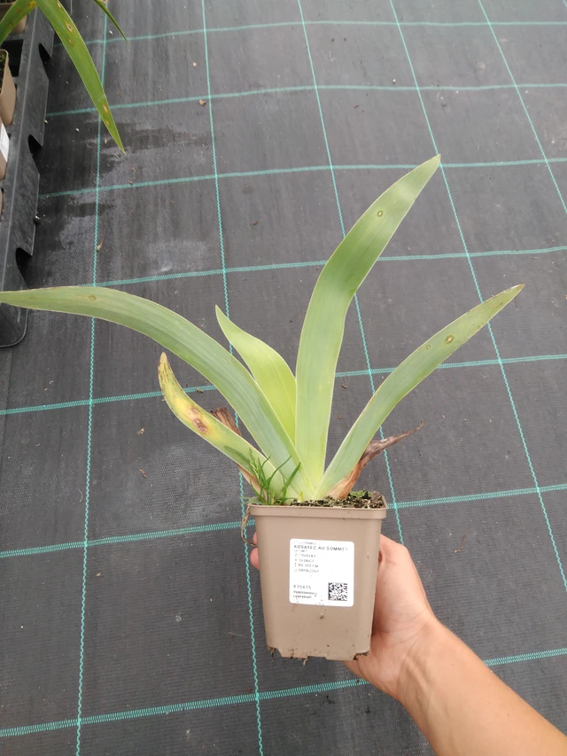 Kurjenmiekka Au Sommet - 10. 9. 2025