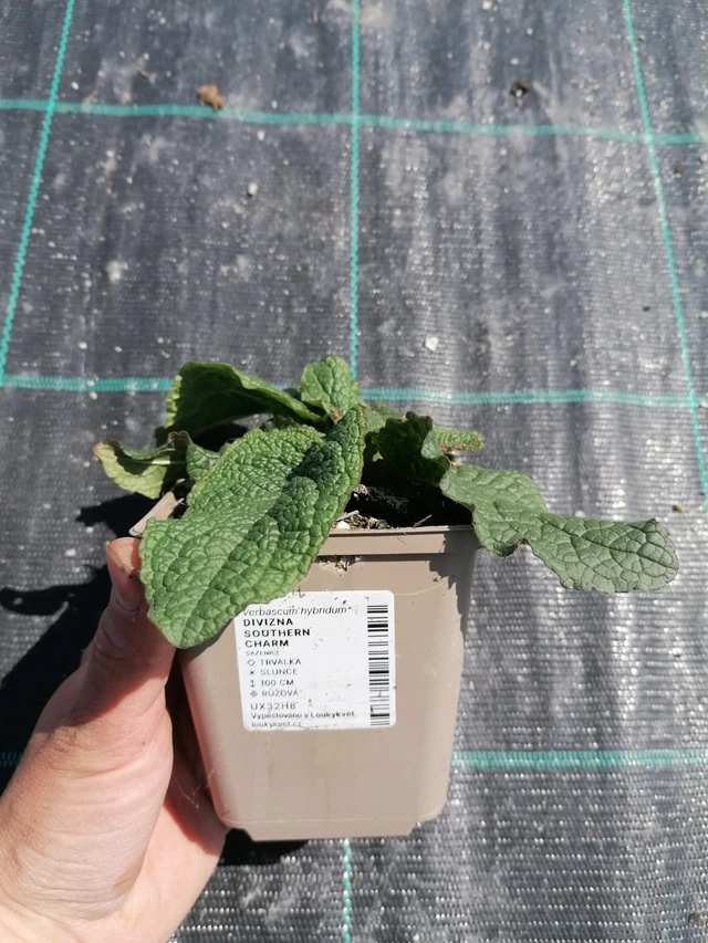 Verbascum Southern Charm - 2024