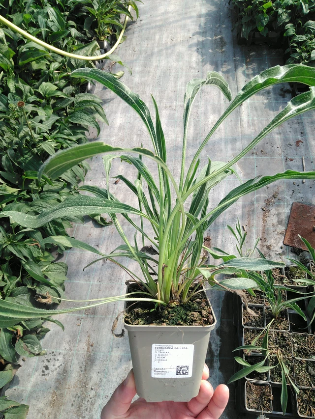 Echinacea pallida - 19. 8. 2025