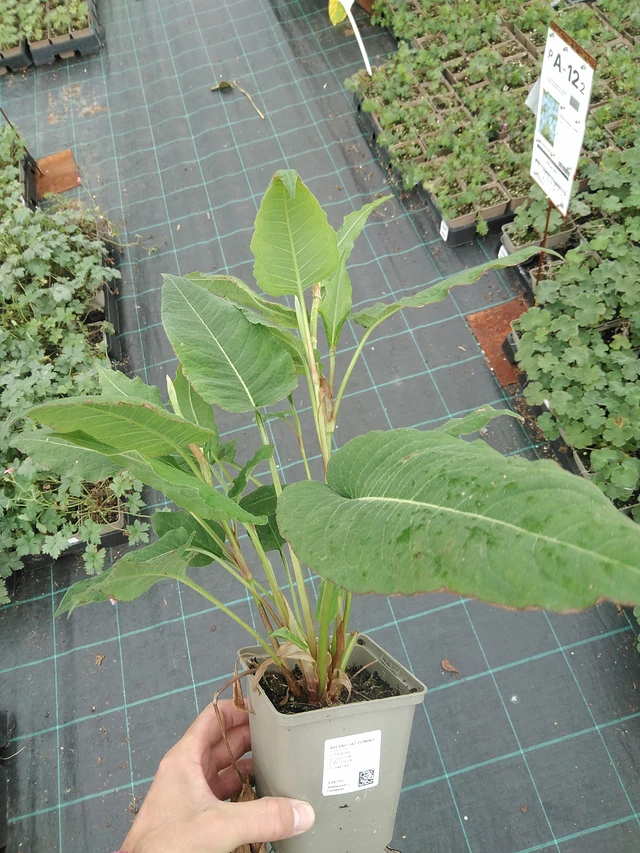 Konnantatar Fat Domino - 22. 7. 2025