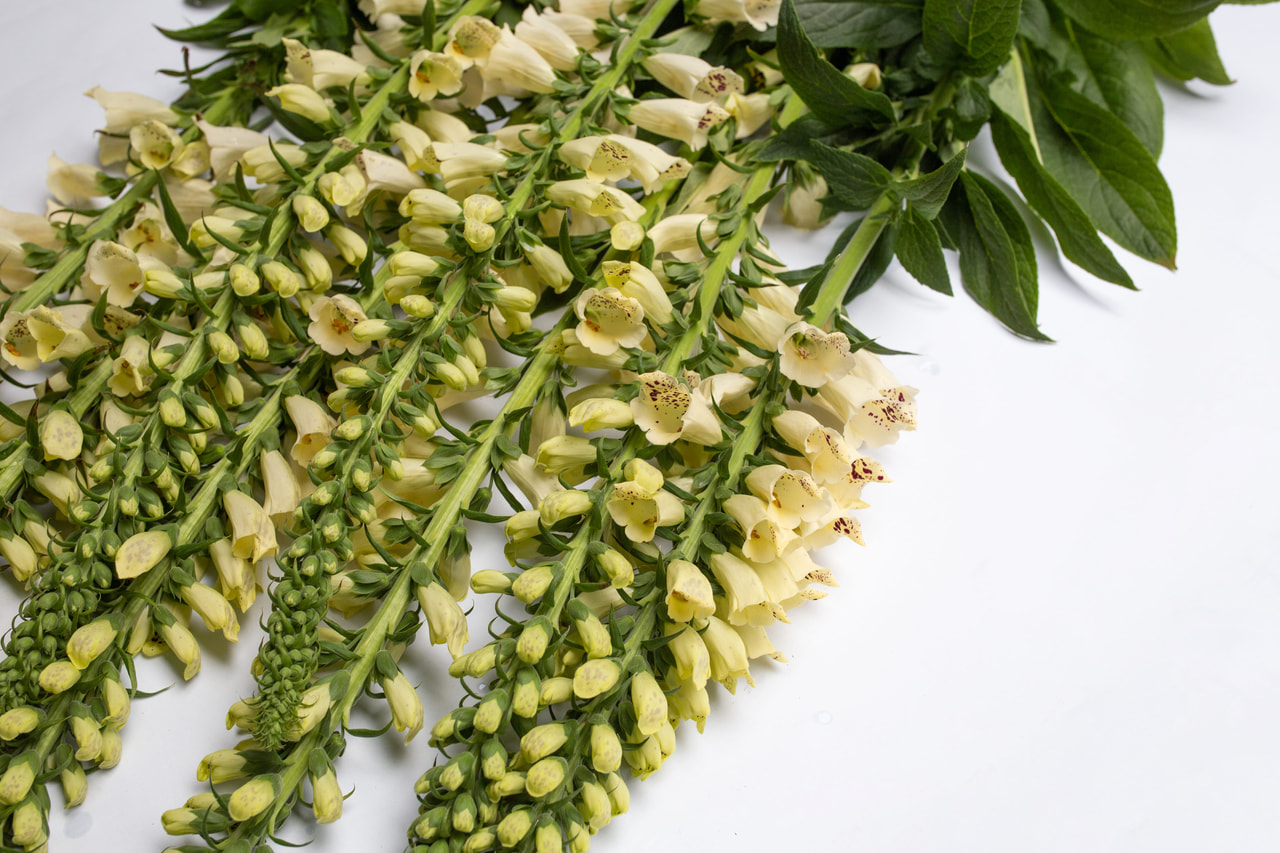 Dedalera Dalmatian Crème, Loukykvět