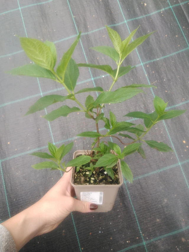 Syyshortensia Limelight - 2024